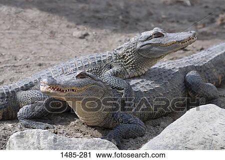 Stock Image - High angle view of two alligators. Fotosearch
