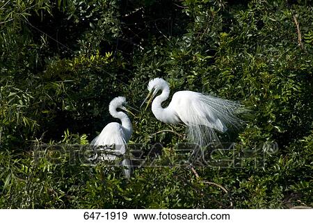 Stock Photo - High angle view of two Great egrets (Casmerodius albus) perching on the branch of a tree. Fotosearch