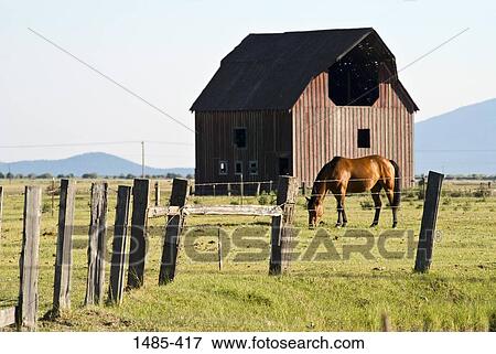 Horse grazing in a field, Oregon, USA View Large Photo Image Stock Photo - Horse grazing in a field, Oregon, USA. Fotosearch