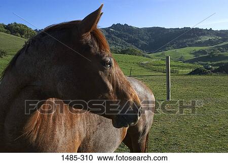 Horse standing in a field View Large Photo Image Stock Image - Horse standing in a field. Fotosearch