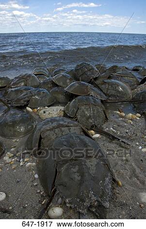 Horseshoe crabs (Limulus polyphemus) at the coast, Delaware Bay, USA View Large Photo Image Stock Photo - Horseshoe crabs (Limulus polyphemus) at the coast, Delaware Bay, USA. Fotosearch