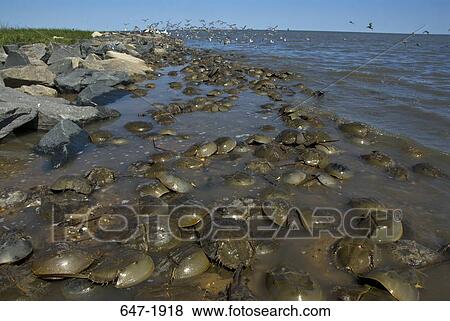 Horseshoe crabs (Limulus polyphemus) with birds in the background, Delaware Bay, USA View Large Photo Image Stock Photo - Horseshoe crabs (Limulus polyphemus) with birds in the background, Delaware Bay, USA. Fotosearch