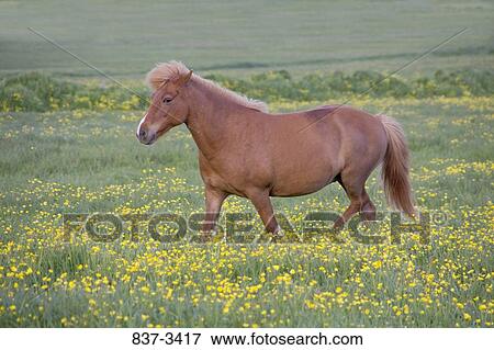 Stock Photo - Icelandic horse walking in a field. Fotosearch