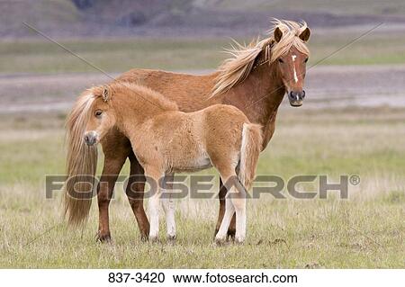 Stock Image - Icelandic horse with its colt standing in a field. Fotosearch
