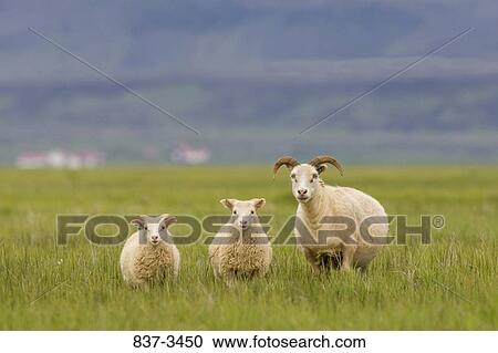 Icelandic sheep standing in a field with its lambs, Iceland View Large Photo Image Stock Image - Icelandic sheep standing in a field with its lambs, Iceland. Fotosearch