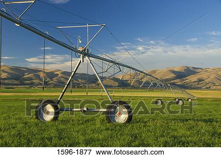 Irrigation sprinkler in a field, Lewis and Clark County, Montana, USA View Large Photo Image Stock Photo - Irrigation sprinkler in a field, Lewis and Clark County, Montana, USA. Fotosearch