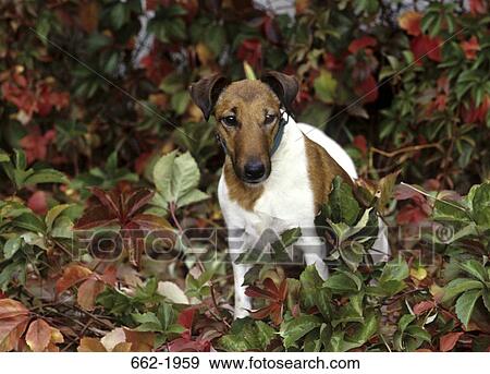 Jack Russell Terrier in a bush View Large Photo Image Stock Photo - Jack Russell Terrier in a bush. Fotosearch