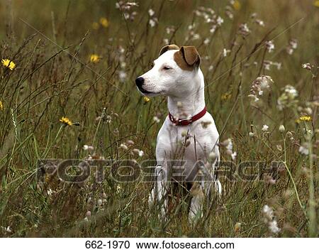 Jack Russell Terrier in a field View Large Photo Image Stock Image - Jack Russell Terrier in a field. Fotosearch