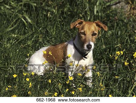 Stock Photo - Jack Russell Terrier in a field. Fotosearch