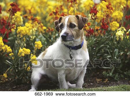 Jack Russell Terrier in a field View Large Photo Image Stock Photo - Jack Russell Terrier in a field. Fotosearch