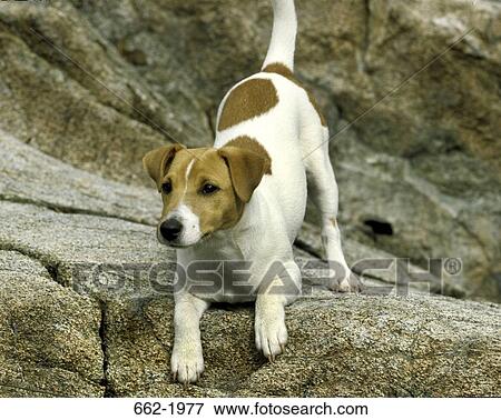Jack Russell Terrier on a rock View Large Photo Image Stock Photo - Jack Russell Terrier on a rock. Fotosearch