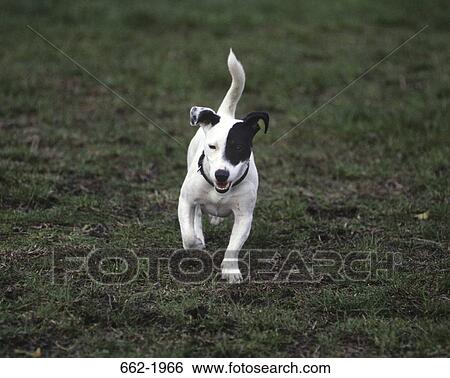 Stock Photograph - Jack Russell Terrier running in a field. Fotosearch
