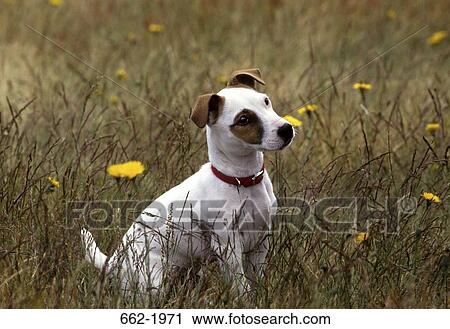Jack Russell Terrier sitting in a field View Large Photo Image Stock Image - Jack Russell Terrier sitting in a field. Fotosearch