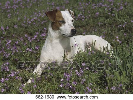 Stock Image - Jack Russell Terrier sitting in a field. Fotosearch
