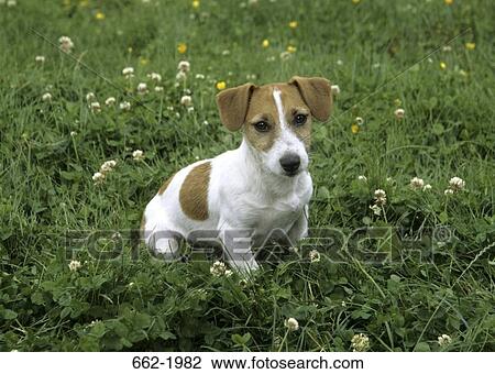 Jack Russell Terrier sitting in a field View Large Photo Image Stock Image - Jack Russell Terrier sitting in a field. Fotosearch