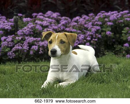 Jack Russell Terrier sitting in a field View Large Photo Image Stock Photo - Jack Russell Terrier sitting in a field. Fotosearch
