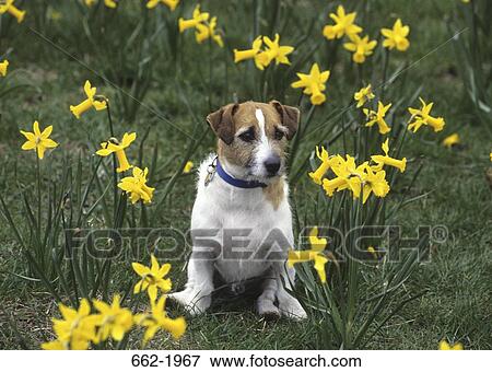 Jack Russell Terrier sitting in a flower field View Large Photo Image Stock Photo - Jack Russell Terrier sitting in a flower field. Fotosearch