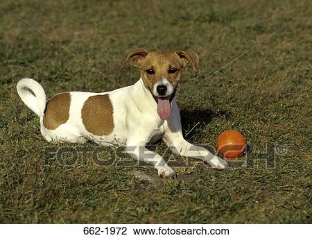 Jack Russell Terrier sitting near a ball in a field View Large Photo Image Stock Image - Jack Russell Terrier sitting near a ball in a field. Fotosearch