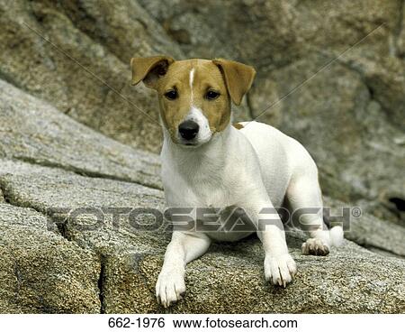 Jack Russell Terrier sitting on a rock View Large Photo Image Stock Photograph - Jack Russell Terrier sitting on a rock. Fotosearch