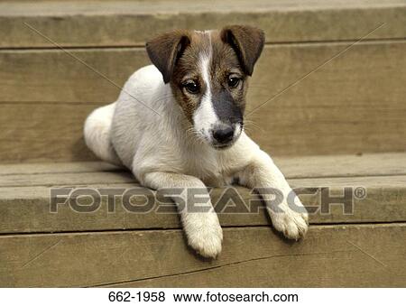 Jack Russell Terrier sitting on a wooden step View Large Photo Image Stock Photo - Jack Russell Terrier sitting on a wooden step. Fotosearch