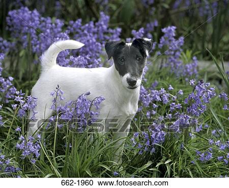 Jack Russell Terrier standing in a field View Large Photo Image Stock Image - Jack Russell Terrier standing in a field. Fotosearch