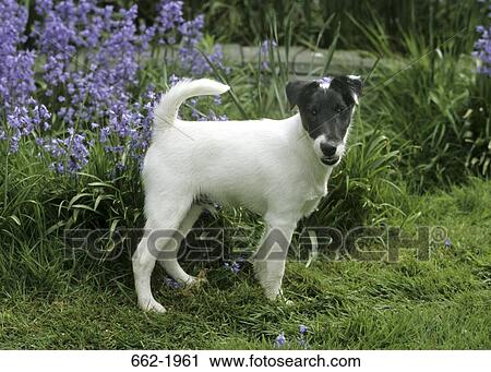 Jack Russell Terrier standing in a field View Large Photo Image Stock Image - Jack Russell Terrier standing in a field. Fotosearch