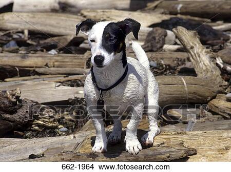 Jack Russell Terrier standing on a log View Large Photo Image Picture - Jack Russell Terrier standing on a log. Fotosearch