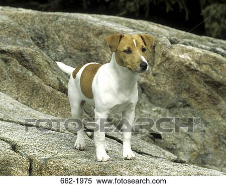 Stock Photography - Jack Russell Terrier standing on a rock. Fotosearch