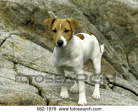 Stock Photo - Jack Russell Terrier standing on the rock. Fotosearch
