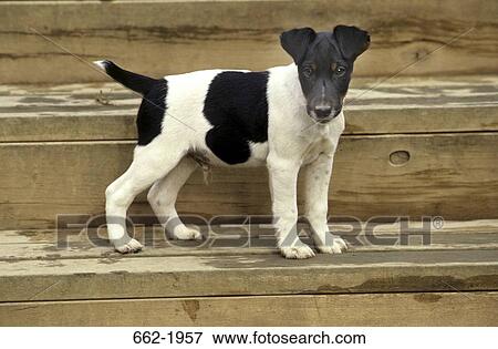 Jack Russell Terrier standing on wooden steps View Large Photo Image Stock Photo - Jack Russell Terrier standing on wooden steps. Fotosearch