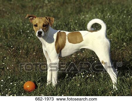 Stock Image - Jack Russell Terrier with a ball in a field. Fotosearch