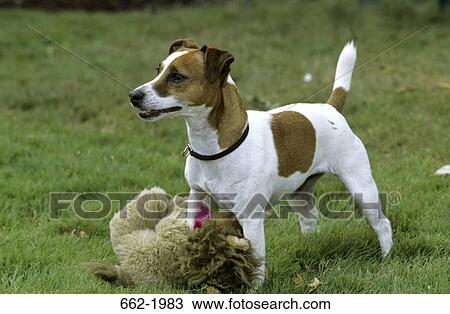 Jack Russell Terrier with a training dummy in a field View Large Photo Image Stock Image - Jack Russell Terrier with a training dummy in a field. Fotosearch