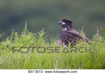 Stock Image - Juvenile Bald eagle (Haliaeetus leucocephalus) in a field. Fotosearch