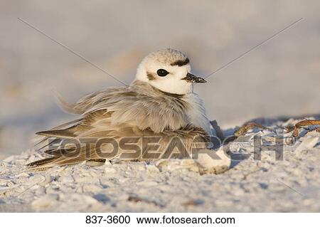 Kentish plover (Charadrius alexandrinus) on its nest View Large Photo Image Stock Image - Kentish plover (Charadrius alexandrinus) on its nest. Fotosearch