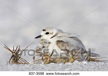 Stock Photo - Kentish plover (Charadrius alexandrinus) with its young one and an unhatched egg on nest. Fotosearch