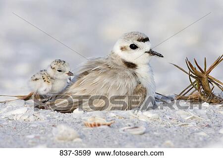 Kentish plover (Charadrius alexandrinus) with its young one on nest View Large Photo Image Stock Photo - Kentish plover (Charadrius alexandrinus) with its young one on nest. Fotosearch
