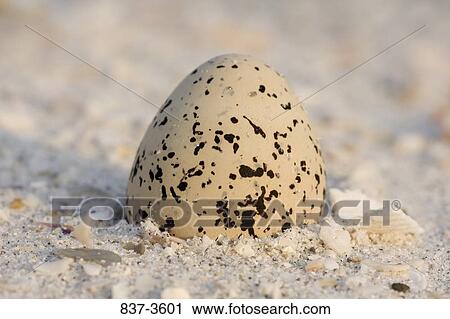 Kentish plover's (Charadrius alexandrinus) egg in sand View Large Photo Image Stock Image - Kentish plover's (Charadrius alexandrinus) egg in sand. Fotosearch