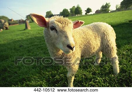 Lamb standing in a field View Large Photo Image Stock Image - Lamb standing in a field. Fotosearch