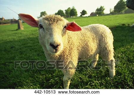 Lamb standing in a field View Large Photo Image Stock Image - Lamb standing in a field. Fotosearch
