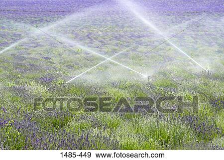 Lavender field being irrigated by agricultural sprinklers, Utah, USA View Large Photo Image Stock Photo - Lavender field being irrigated by agricultural sprinklers, Utah, USA. Fotosearch