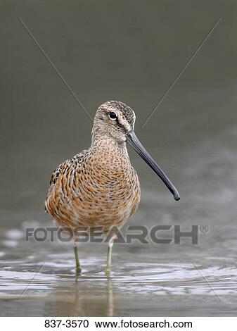 Long-Billed dowitcher (Limnodromus scolopaceus) wading in the sea View Large Photo Image Stock Image - Long-Billed dowitcher (Limnodromus scolopaceus) wading in the sea. Fotosearch