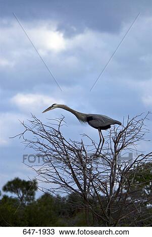 Low angle view of a Great Blue heron (Ardea herodias) perching on a tree View Large Photo Image Stock Image - Low angle view of a Great Blue heron (Ardea herodias) perching on a tree. Fotosearch
