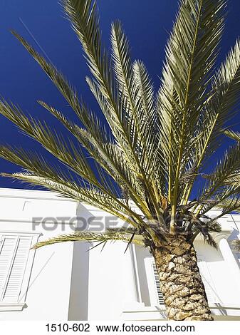 Low angle view of a palm tree in front of a building, Queensland, Australia View Large Photo Image Stock Image - Low angle view of a palm tree in front of a building, Queensland, Australia. Fotosearch
