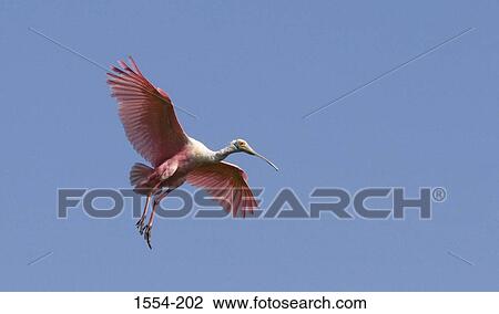 Stock Image - Low angle view of a Roseate spoonbill (Ajaia ajaja) flying. Fotosearch