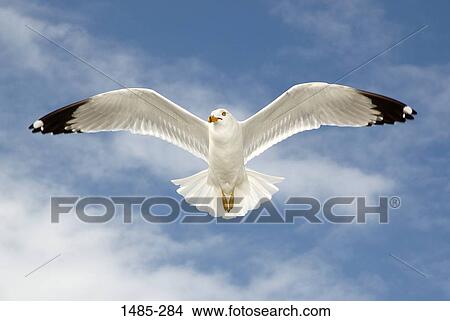 Low angle view of a seagull flying in the sky View Large Photo Image Picture - Low angle view of a seagull flying in the sky. Fotosearch