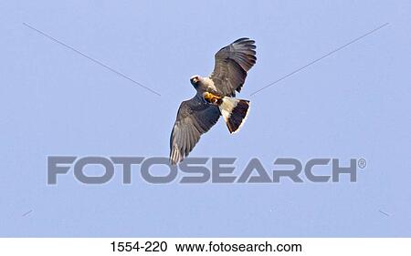 Stock Image - Low angle view of a Snail kite (Rostrhamus sociabilis) flying. Fotosearch