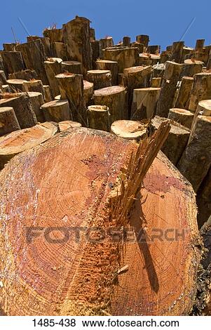 Stock Photo - Low angle view of a stack of logs, California, USA. Fotosearch