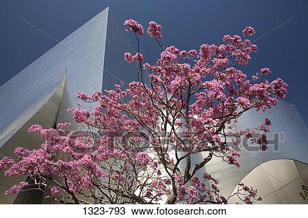 Stock Image - Low angle view of a tree in front of an entertainment building, Walt Disney Concert Hall, City of Los Angeles, Los Angeles County, California, USA. Fotosearch