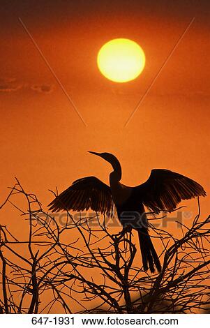Low angle view of an anhinga (Anhinga anhinga) perching on a tree at sunset View Large Photo Image Stock Image - Low angle view of an anhinga (Anhinga anhinga) perching on a tree at sunset. Fotosearch