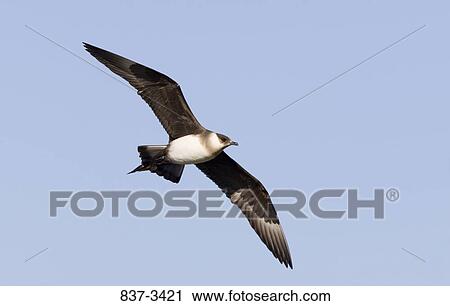 Low angle view of an Arctic skua (Stercorarius parasiticus) in flight View Large Photo Image Stock Image - Low angle view of an Arctic skua (Stercorarius parasiticus) in flight. Fotosearch